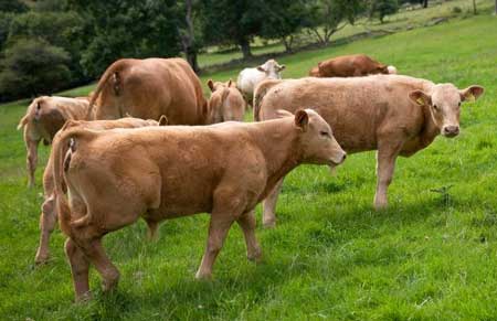 Local Welsh beef from the Black Mountains 1